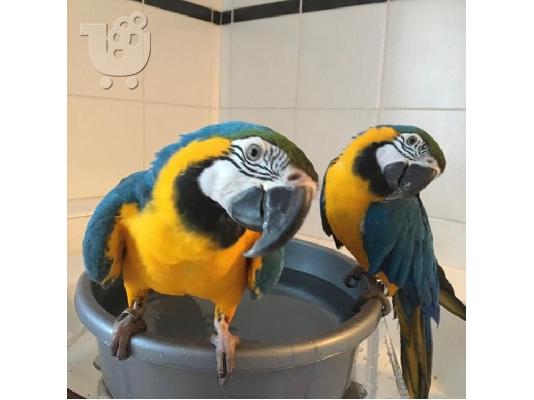 PoulaTo: Πωλώνω το νεαρό και το χέρι μου, ζευγάρι macaw μπλε και